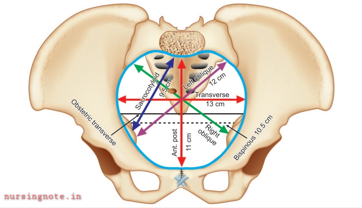 Read more about the article Female Pelvis: True Pelvis and False Pelvis | Landmarks of Female Pelvis | Diameters of Female Pelvis