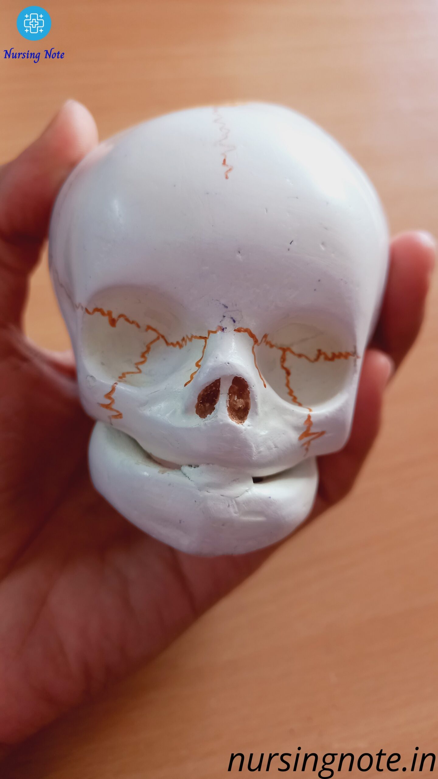 Read more about the article Fetal Skull: Sutures of Fetal Skull, Fontanels and Diameter of Fetal Skull