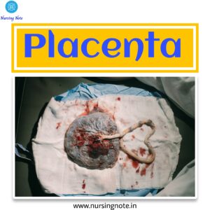 Read more about the article Placenta – Structure and Function