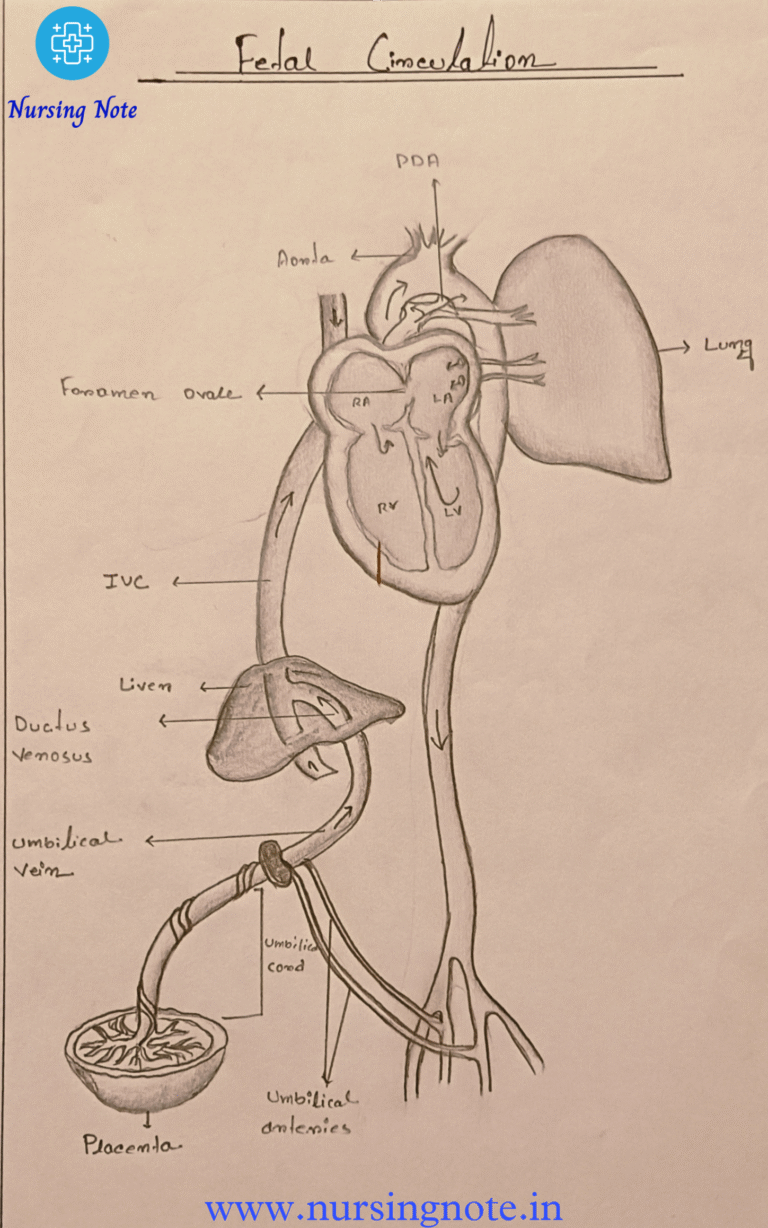 Diagram of fetal circulatory system