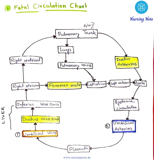 A picture of fetal circulation steps