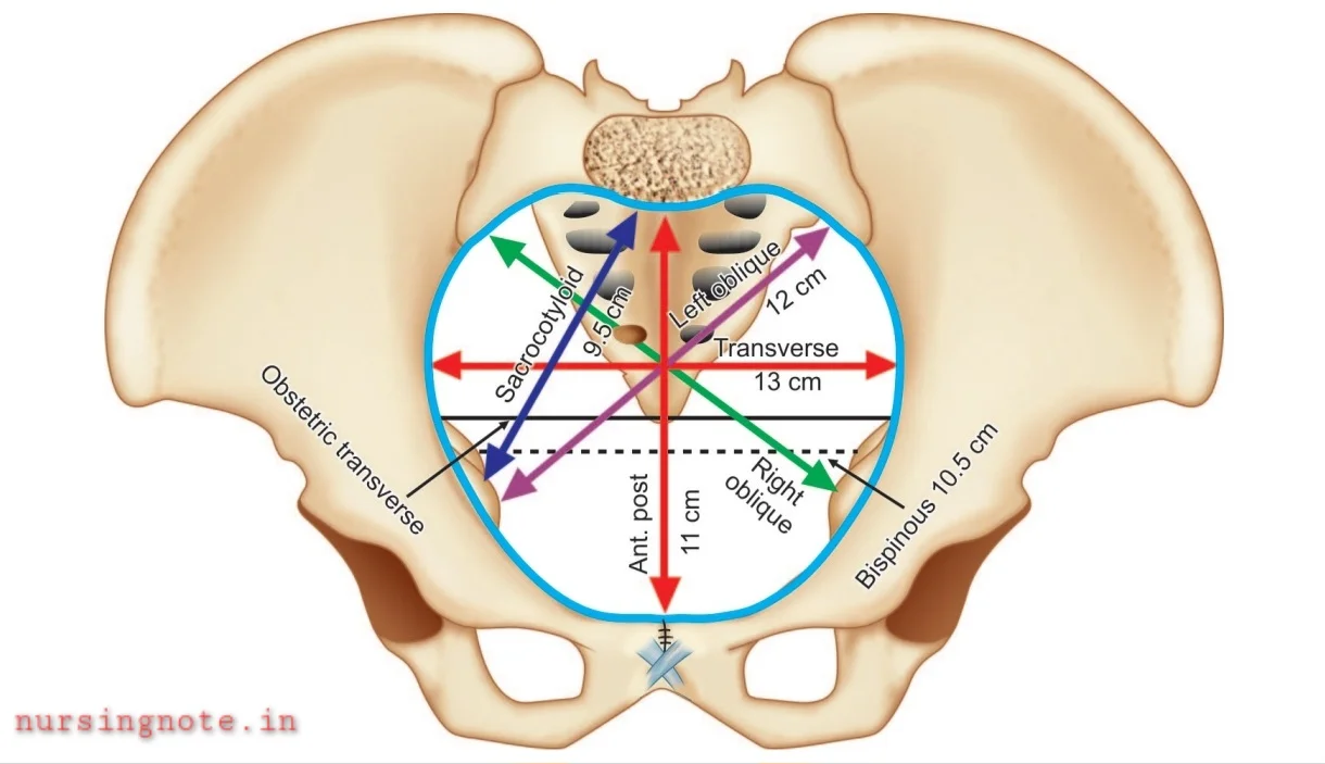 Female Pelvis