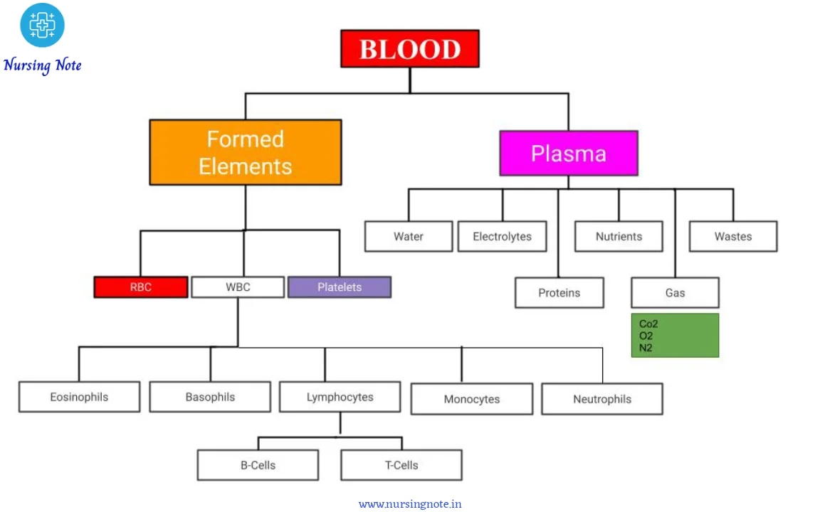 Diagram of blood components and functions